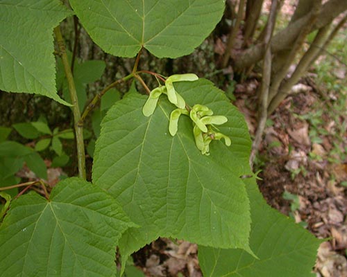 Striped maple